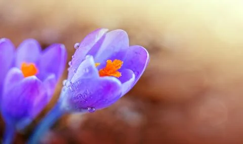 Macro shot of purple crocus in spring garden. Easter background. Stock Photos