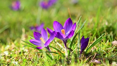 Macro shot of purple spring crocus flowers Video stock 267010298