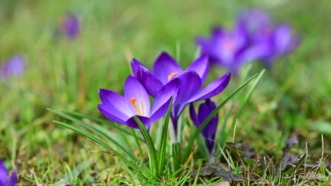 Macro shot of purple spring crocus flowers Stock Footage 269017828