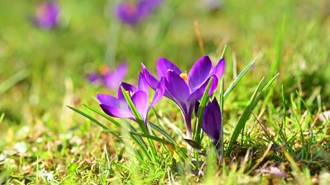 Macro shot of purple spring crocus flowers Video stock 269019058