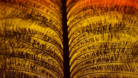 The macro shot of the quail of the ostrich feather Stock Footage 102478107