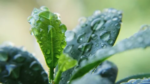 Macro shot of rain drops falling on green leaves. Stock Footage 201734955