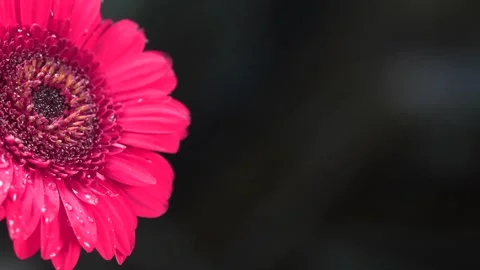 Macro shot of rain drops falling on pink gerbera flower petals with dark ba.. Stock Footage 317376174