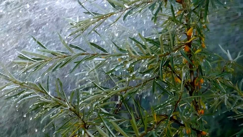 A macro shot of raindrops hanging from the orange berries of a pyracantha bush. Stock Footage 101230204