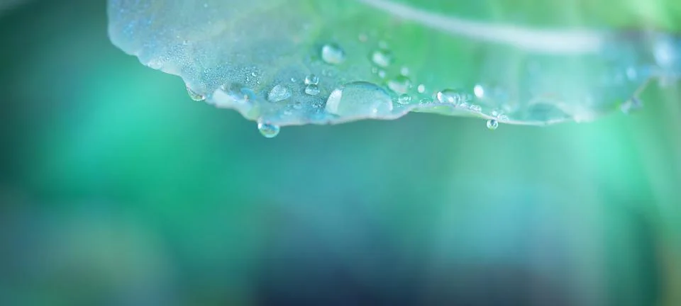 Macro shot of raindrops on the leaf. Selective focus, copy space Stock Photos