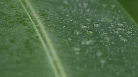 Macro shot of raindrops sliding on a green banana leaf #2 Stock Footage 51928134