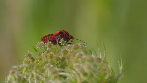 Macro shot of rare orange bug with black dots during pollination on flower Stock Footage 137381556
