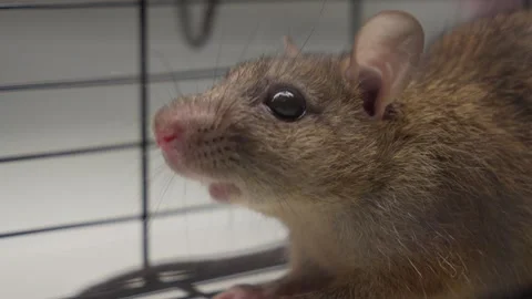 Macro Shot Rat Face, Eye Stare Trapped in Wire Cage for Pest Control and Vermin Stock Footage 335281946