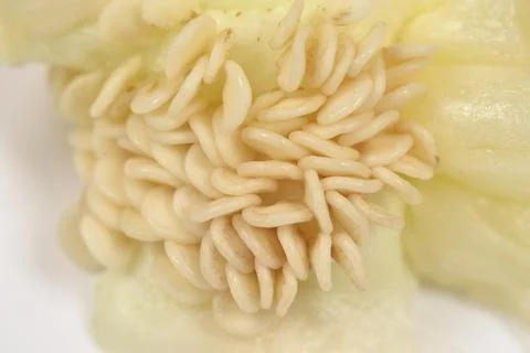 Macro shot of raw bell pepper seeds on core. Stock Photos