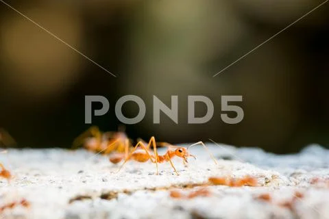 Macro shot of red ant in nature with selective focus. Stock Photos