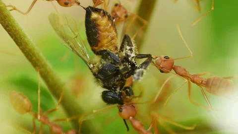 Macro Shot Of Red Ants Eating Dead Fly Video stock 107189841