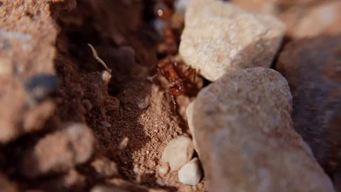 Macro shot of red ants seen moving in between cracks of brown dirt and Stock Footage 118436701