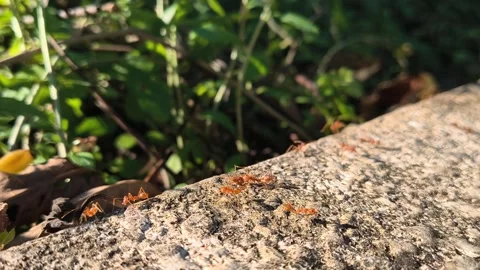 Macro shot of red ants walking in a line on a stone surface Stock Footage 340939096