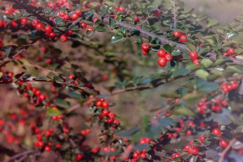 A macro shot of the red berries of a cotoneaster bush. Stock Photos