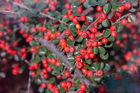 A macro shot of the red berries of a cotoneaster bush. Stock Photos