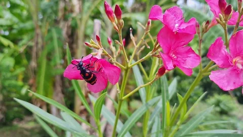 Macro shot of red blister beetle feeding on pink flower garden scene closeu.. 스톡 동영상 325766160