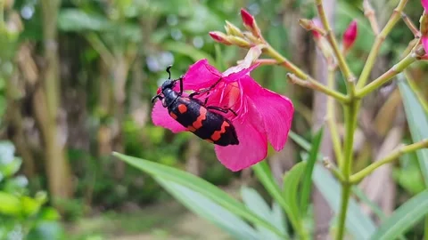 Macro shot of red blister beetle feeding on pink flower garden scene closeu.. Video stock 325771980