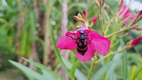Macro shot of red blister beetle feeding on pink flower garden scene closeu.. 스톡 동영상 325772015