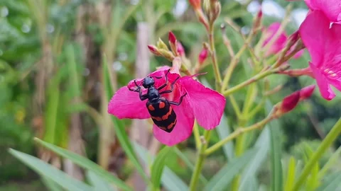 Macro shot of red blister beetle feeding on pink flower garden scene closeu.. Stock Footage 325772554