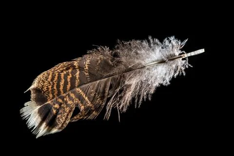 Macro shot of a red-brown turkey feather Stock Photos