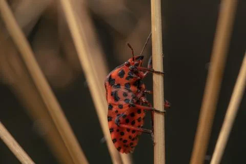 Macro shot of a red bug with black dots on a plant Stock Photos