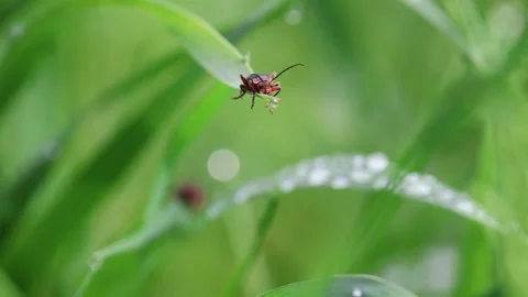 Macro Shot of a Red Bug on Dew-Covered Green Grass Stock Footage 345252611