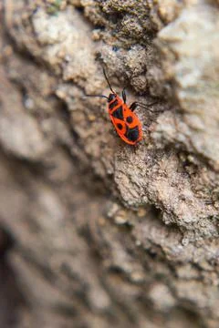 Macro shot of a red bug on the ground. Stock Photos