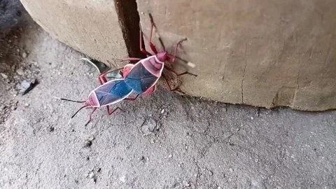 Macro Shot of Red Bugs Mating on Ground Stock-Footage 339912175