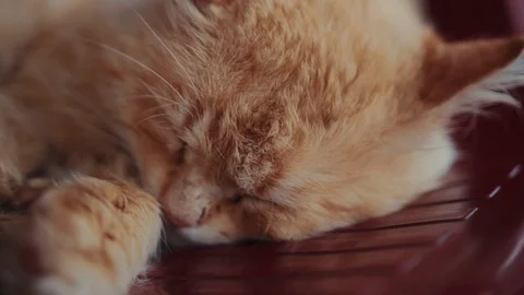 Macro shot red cat is sleeping on the chair outdoors on a sunny day domestic pet Stock Footage 102748645