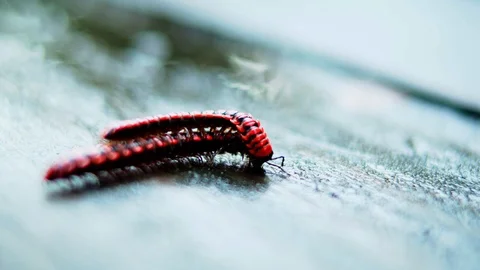 Macro shot of red caterpillar breeding in 4K Stock Footage 109081706