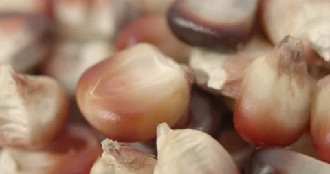 Macro shot of red corn rotating Video stock 151682895