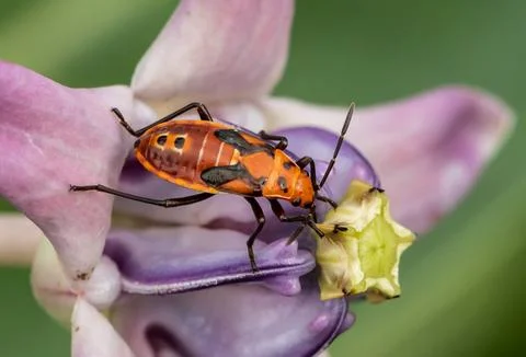 Macro shot of a Red Cotton Stainer bug (Dysdercus cingulatus) on a purple Crown  Stock Photos