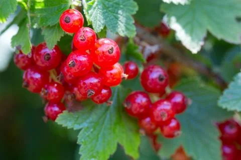 Macro shot on red currant in summer garden. Stock Photos