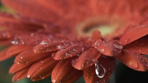 Macro shot of red daisy-gerbera flower with water drops. Stock Footage 86010400