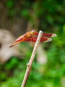 Macro Shot of Red Dragonfly Perched on Dry Wooden Twig Stock Photos