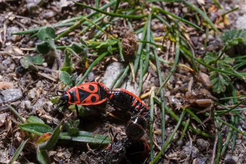 Macro shot of red firebugs or pyrrhocoris apterus reproduction among grass Stock Photos