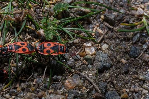 Macro shot of red firebugs or pyrrhocoris apterus reproduction among grass Stock Photos