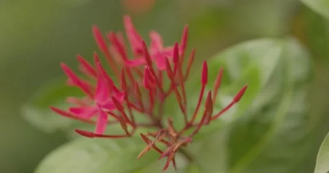 Macro shot of red flower Stock Footage 158235310