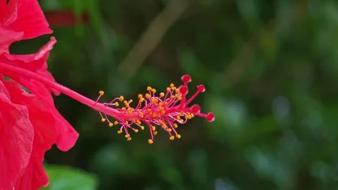 Macro shot of red hibiscus stamen extending from the flower. Stock Footage 340508036