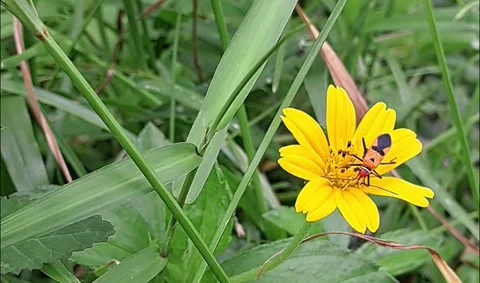 Macro Shot of a Red Insect Pollinating a Yellow Flower. Video stock 325461507