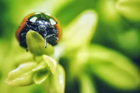 Macro shot of a red ladybird beetle with black dots on its back perched atop a g Stock Photos