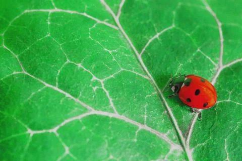 Macro shot of a red ladybug Stock Photos
