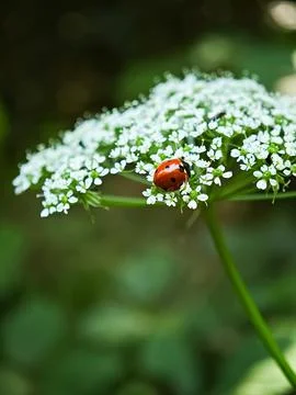 Macro shot of a red ladybug on small white forest flower with delicate petals Stock Photos