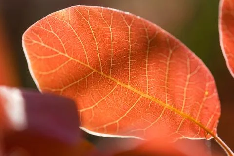 Macro shot of red leaf against sun Stock Photos