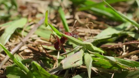 Macro Shot of a Red Leaf-Cutter Ant in Its Natural Habitat. Stock Footage 277358725