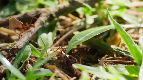 Macro Shot of a Red Leaf-Cutter Ant Carrying a Large Green Leaf. Stock Footage 277358750