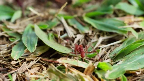 Macro Shot of a Red Leaf-Cutter Ant Attempting to Lift a Large Leaf. Stock Footage 277358775
