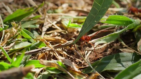 Macro Shot of a Red Leaf-Cutter Ant Transporting a Green Leaf. Stock Footage 277359116