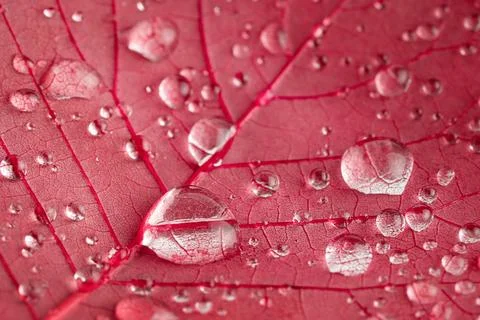 Macro shot of red leaf texture with rain driops. Natural background Foto stock