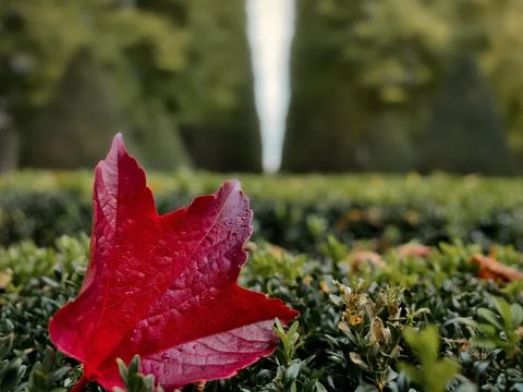 Macro shot of a red oak leaf on a hedge with a blurry symetic park in the b.. Stock-Fotos